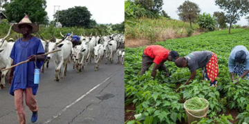 Youth group proffers ranching reform as solution to perennial farmer-herder conflicts