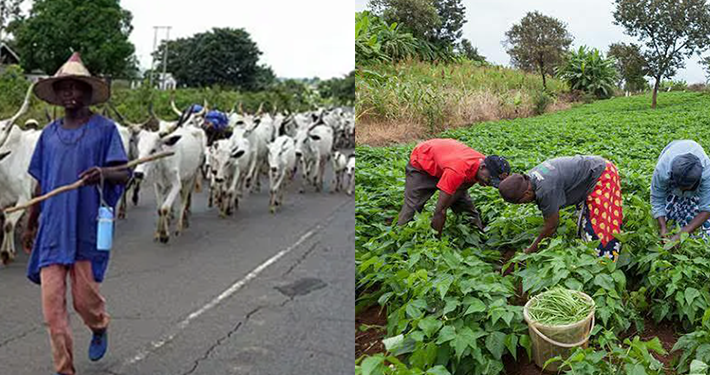 Youth group proffers ranching reform as solution to perennial farmer-herder conflicts